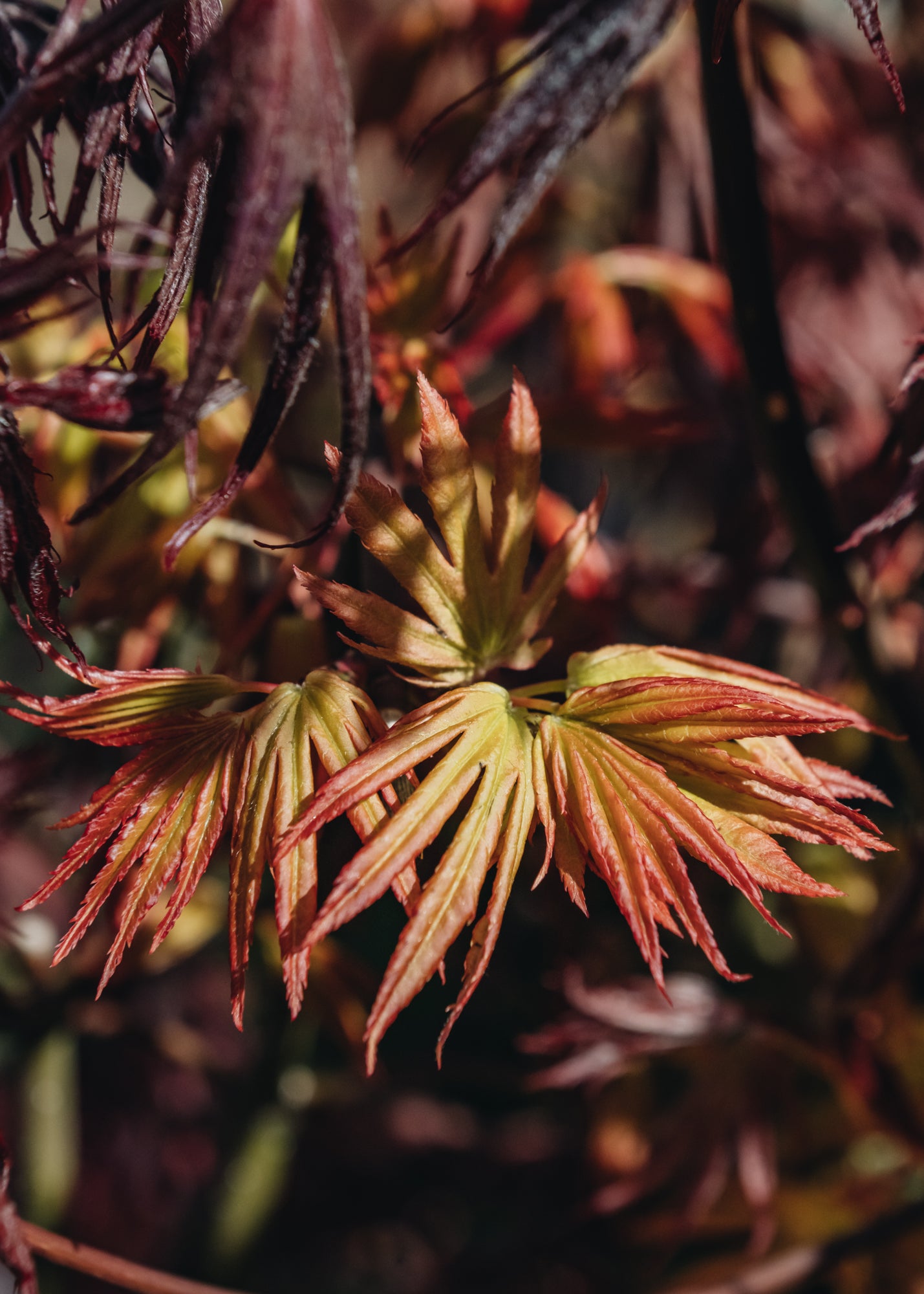 Acer Acer palmatum Cascade Citrine