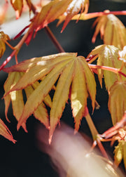 Acer palmatum Cascade Gold