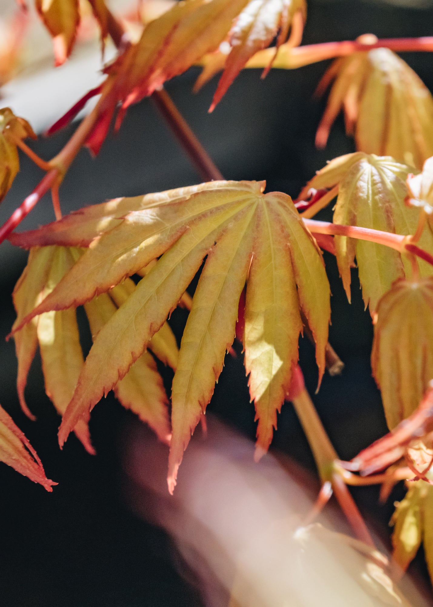 Acer Acer palmatum Cascade Gold