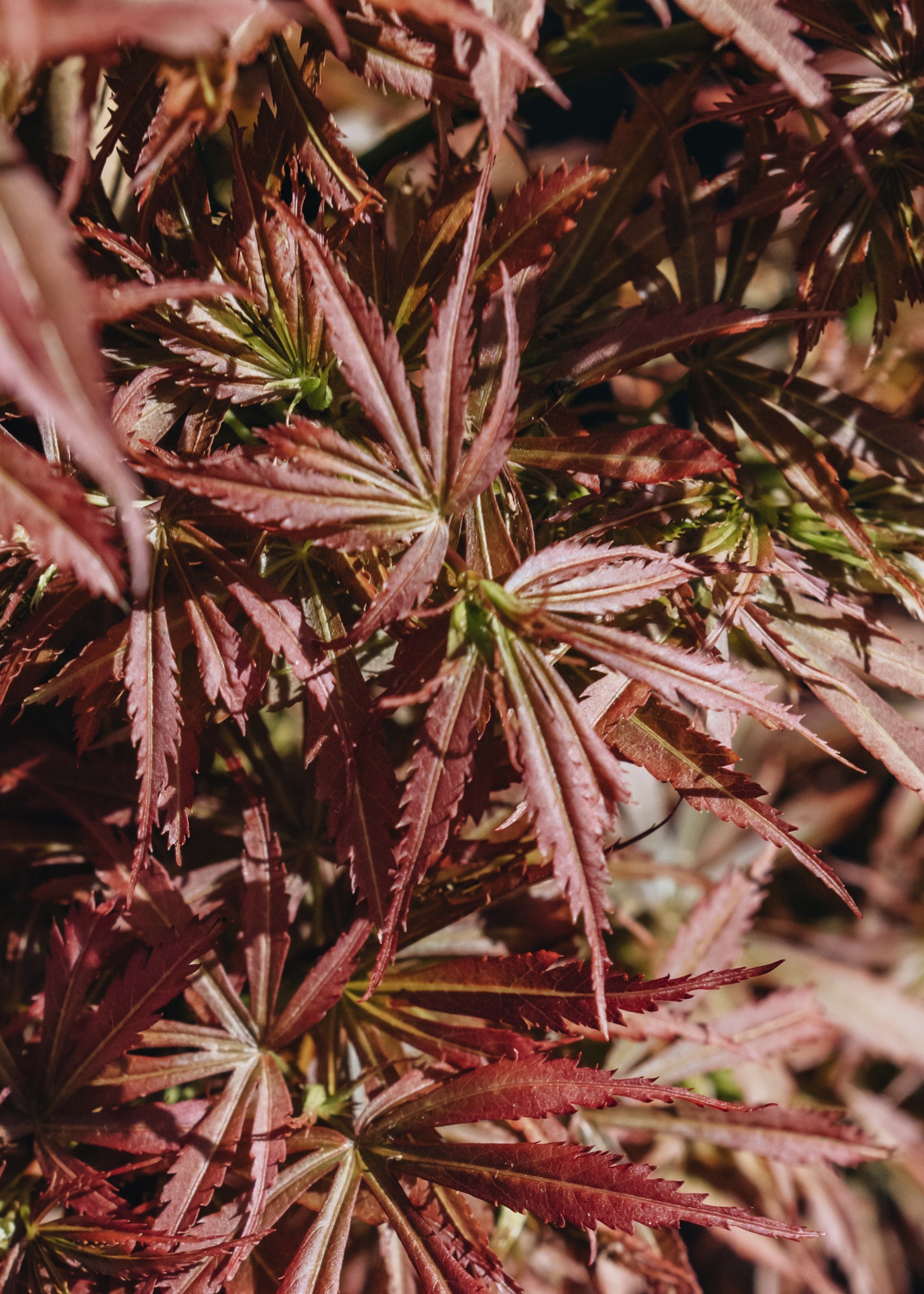 Acer Acer Jerre Schwartz
