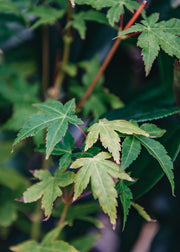 Acer Palmatum Bi Hoo