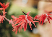 Acer Acer Beni-Maiko