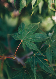 Acer Acer Palmatum Osakazuki