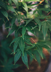 Acer Palmatum Osakazuki
