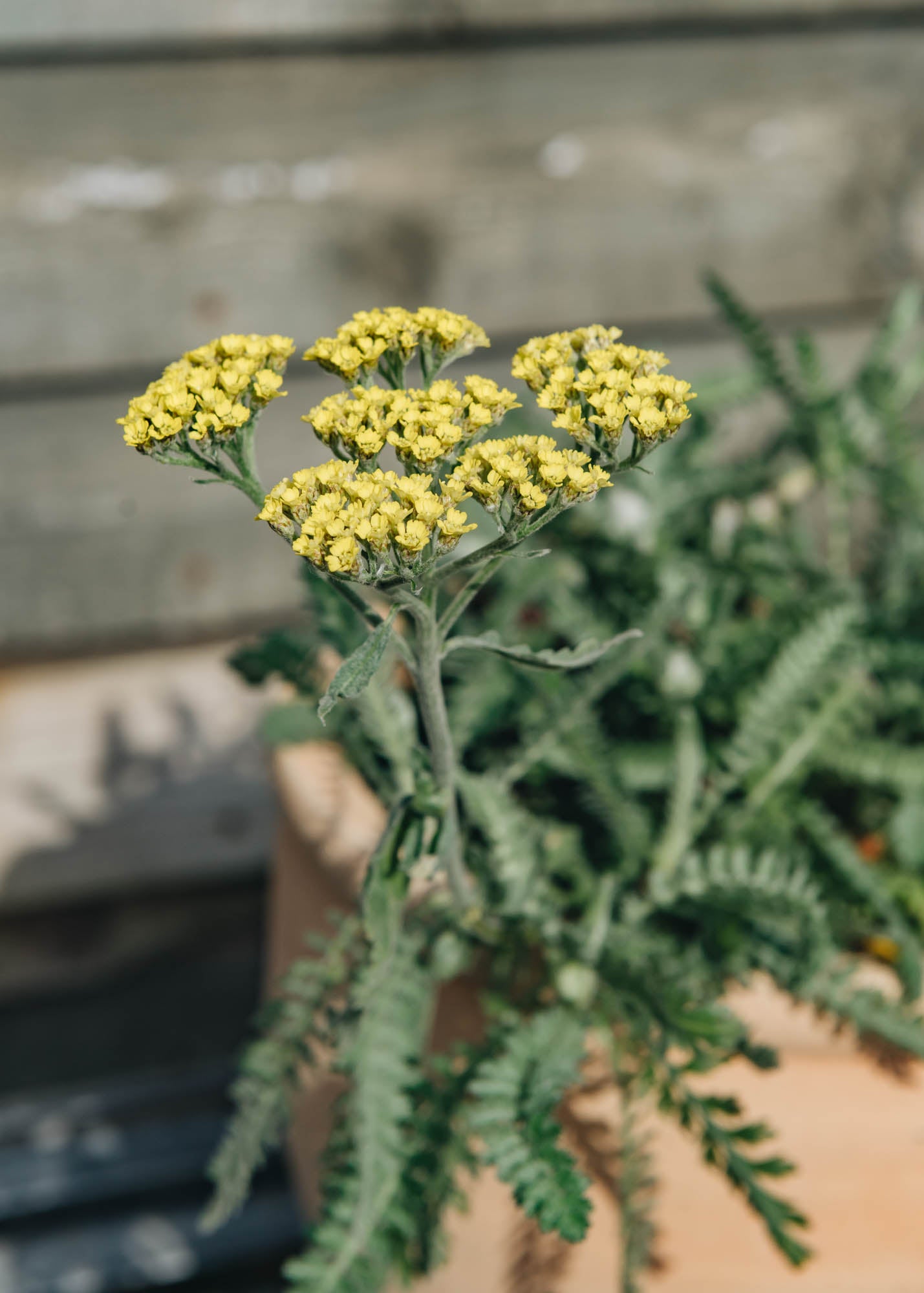 Achillea millefolium Moonshine AGM