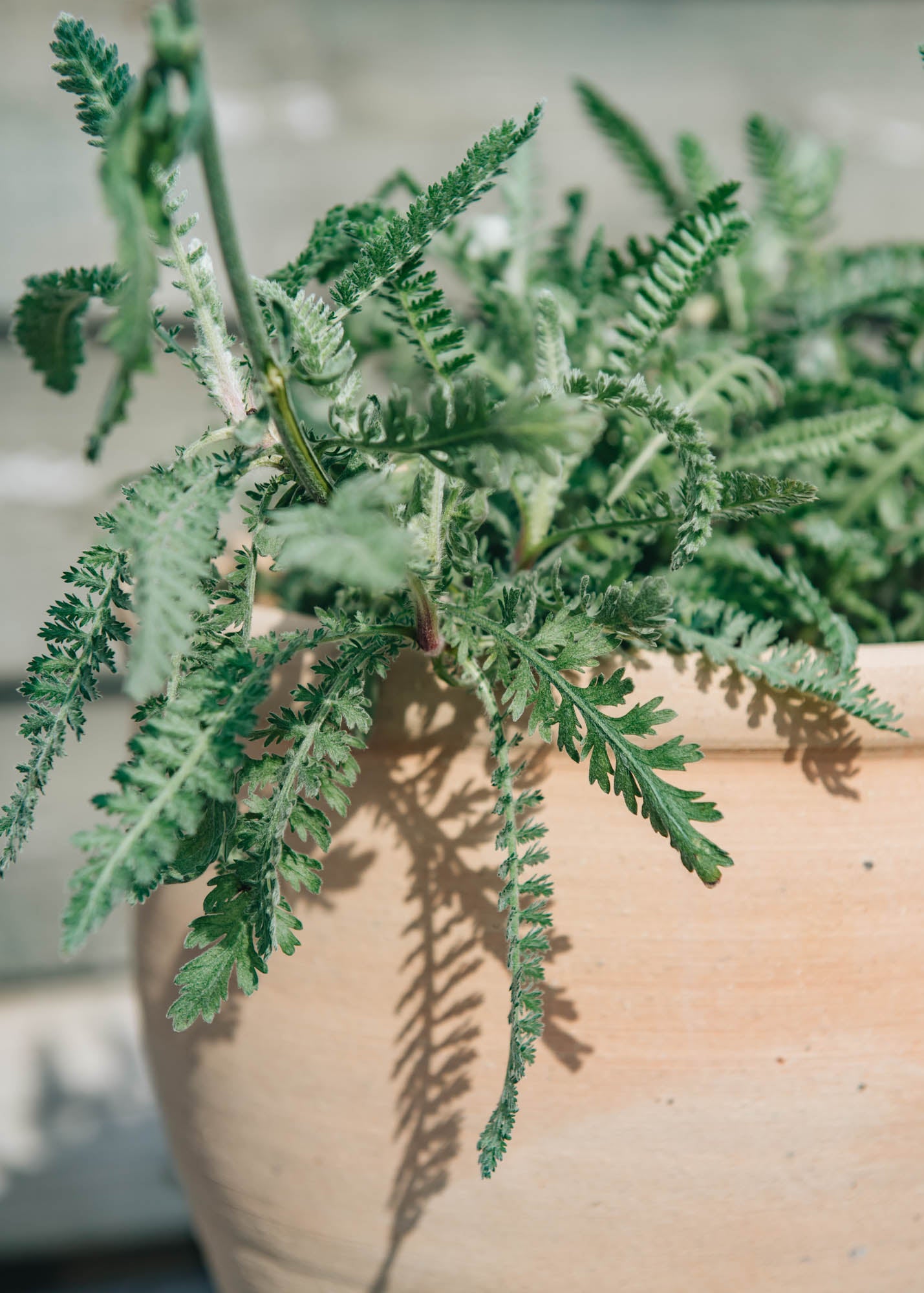 Achillea Achillea millefolium Moonshine AGM