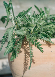 Achillea Achillea millefolium Moonshine AGM