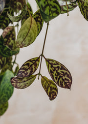 Houseplants Aeschynanthus marmoratus