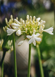 Clematis Agapanthus Ever White