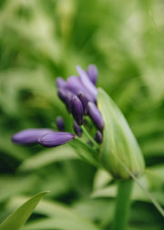 Agapanthus Poppin' Purple