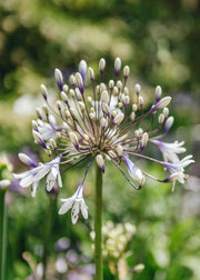 Agapanthus Twister