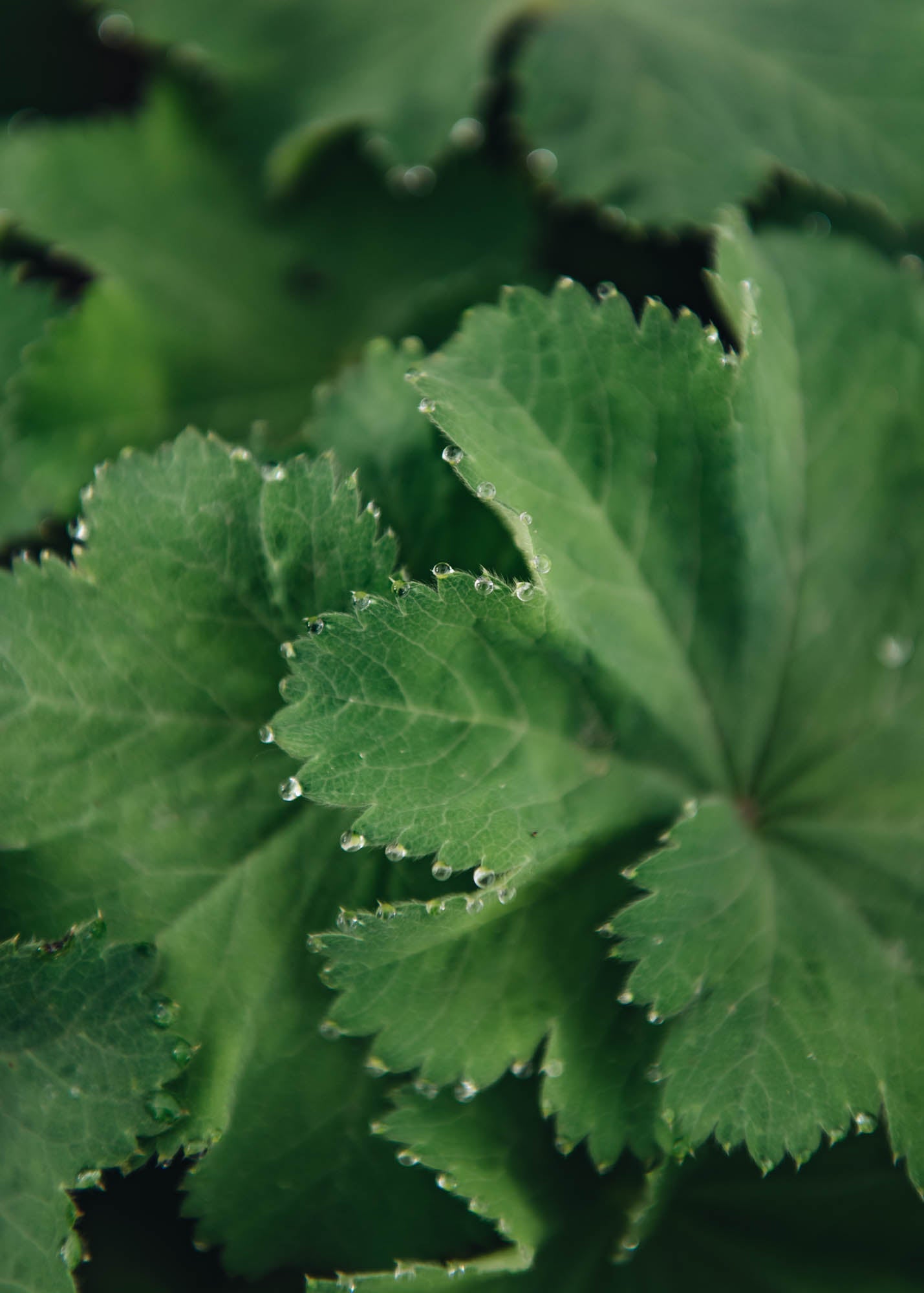 Alchemilla Mollis 3L