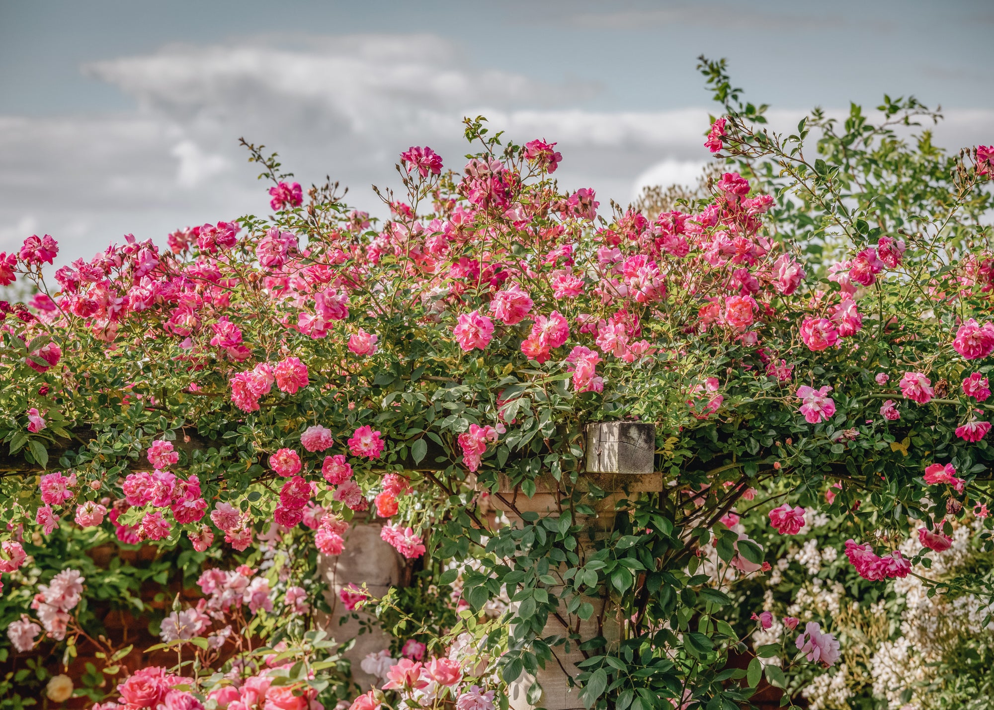 Rose Alexandre Alexandre Girault AGM Rose | Roses | Burford Garden Co.