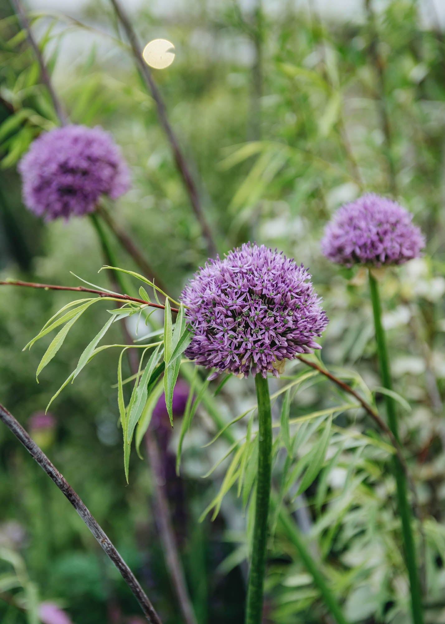 Clematis Allium Gladiator