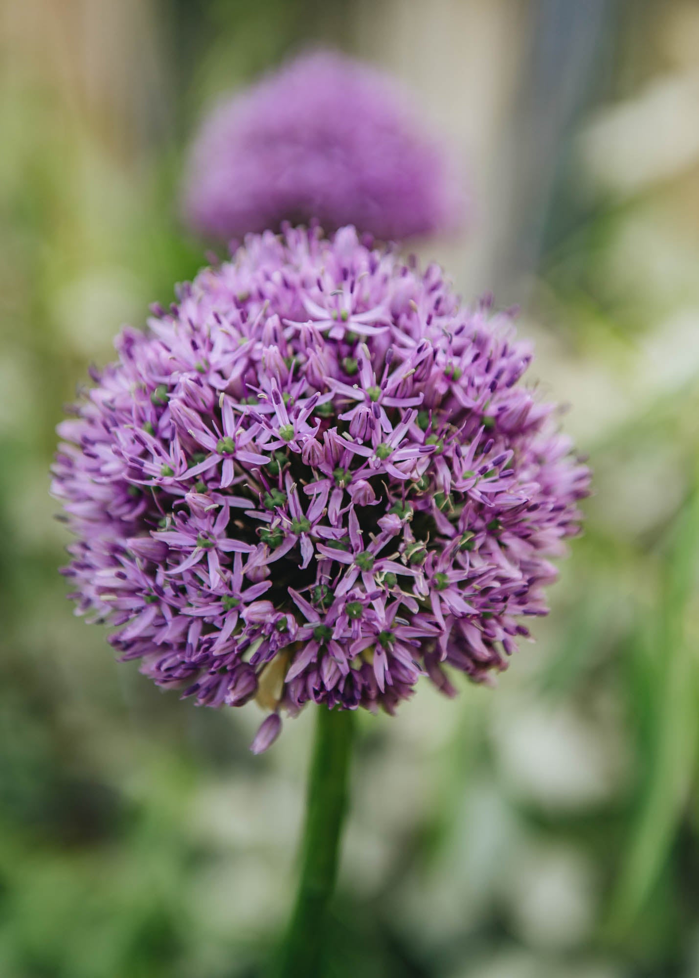 Allium Gladiator