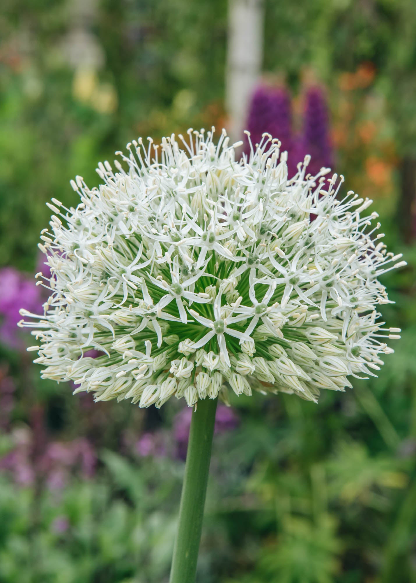 Allium Mount Everest