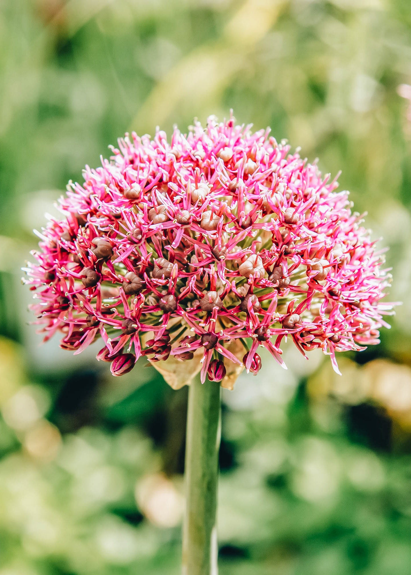 Allium Ostara