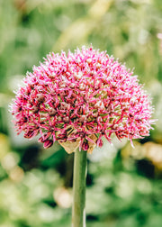 Allium Ostara