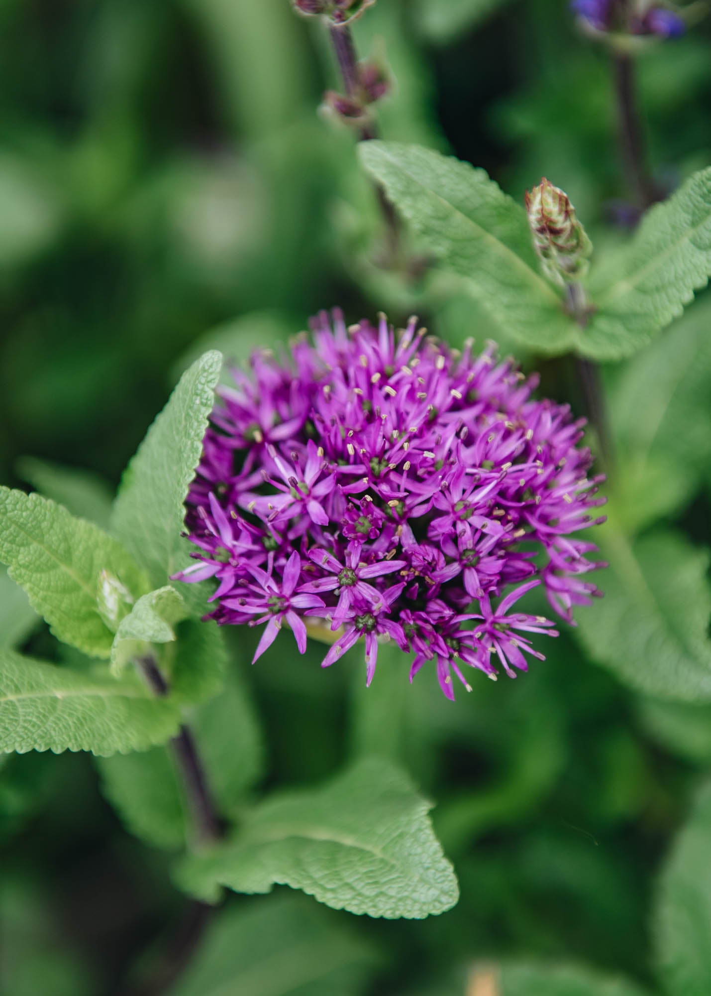 Allium hollandicum Purple Sensation