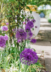 Allium hollandicum Purple Sensation