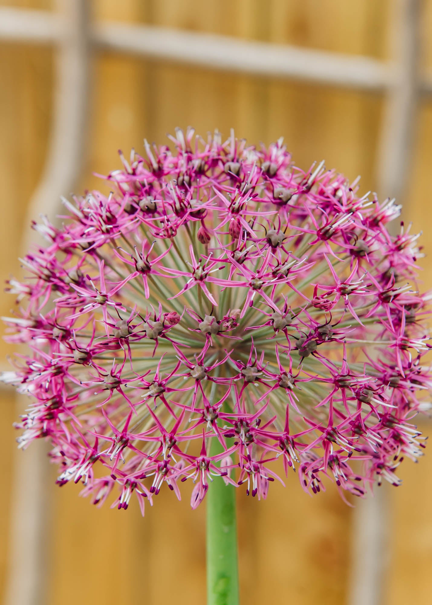 Allium Red Giant