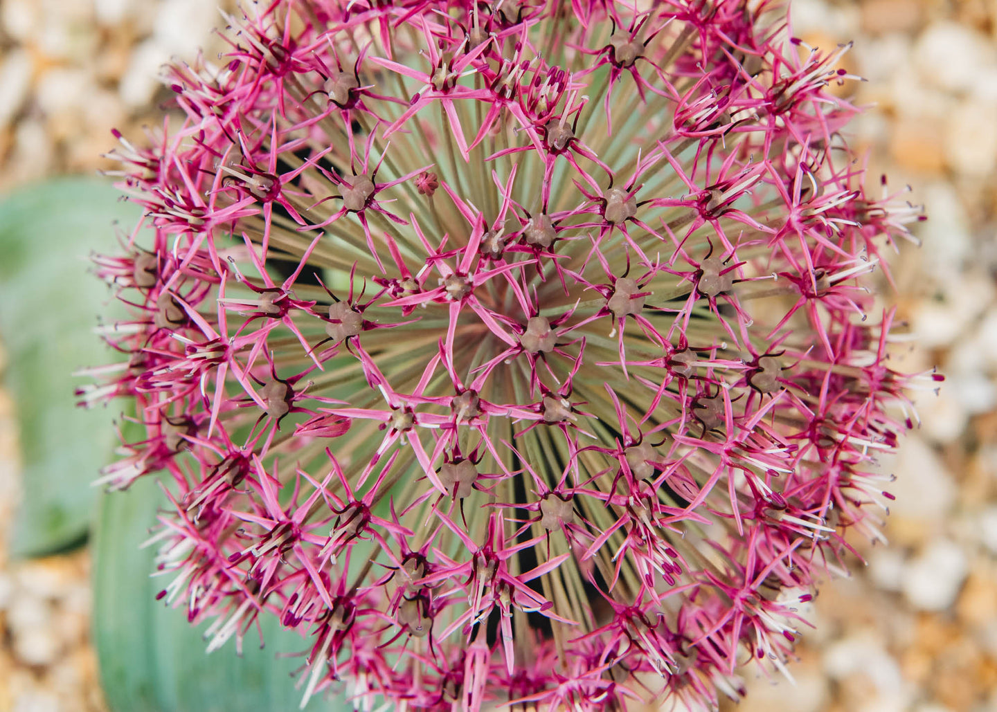 Allium Red Giant