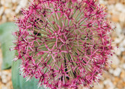 Allium Red Giant