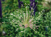 Allium Allium Schubertii