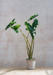 Alocasia Dragon Tail