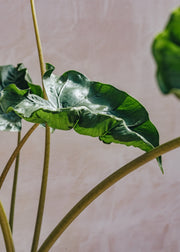 Alocasia Dragon Tail