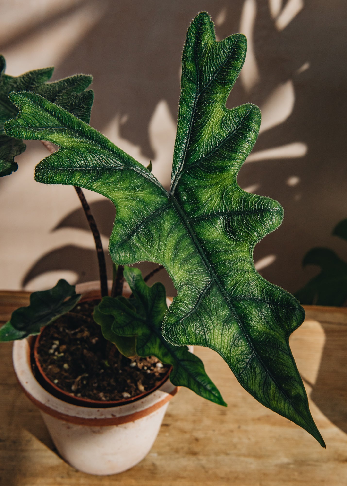 Houseplants Alocasia Jacklyn