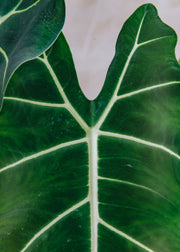 Houseplants Alocasia Micholitziana Frydek