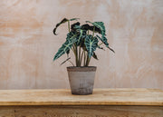 Alocasia Polly