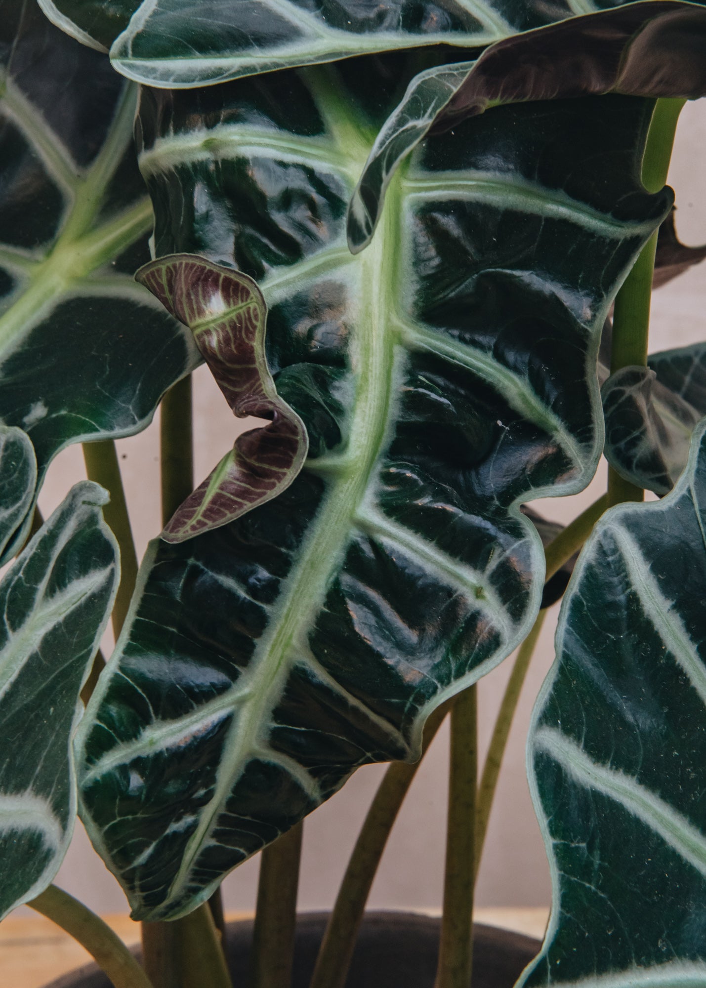 Houseplants Alocasia Polly
