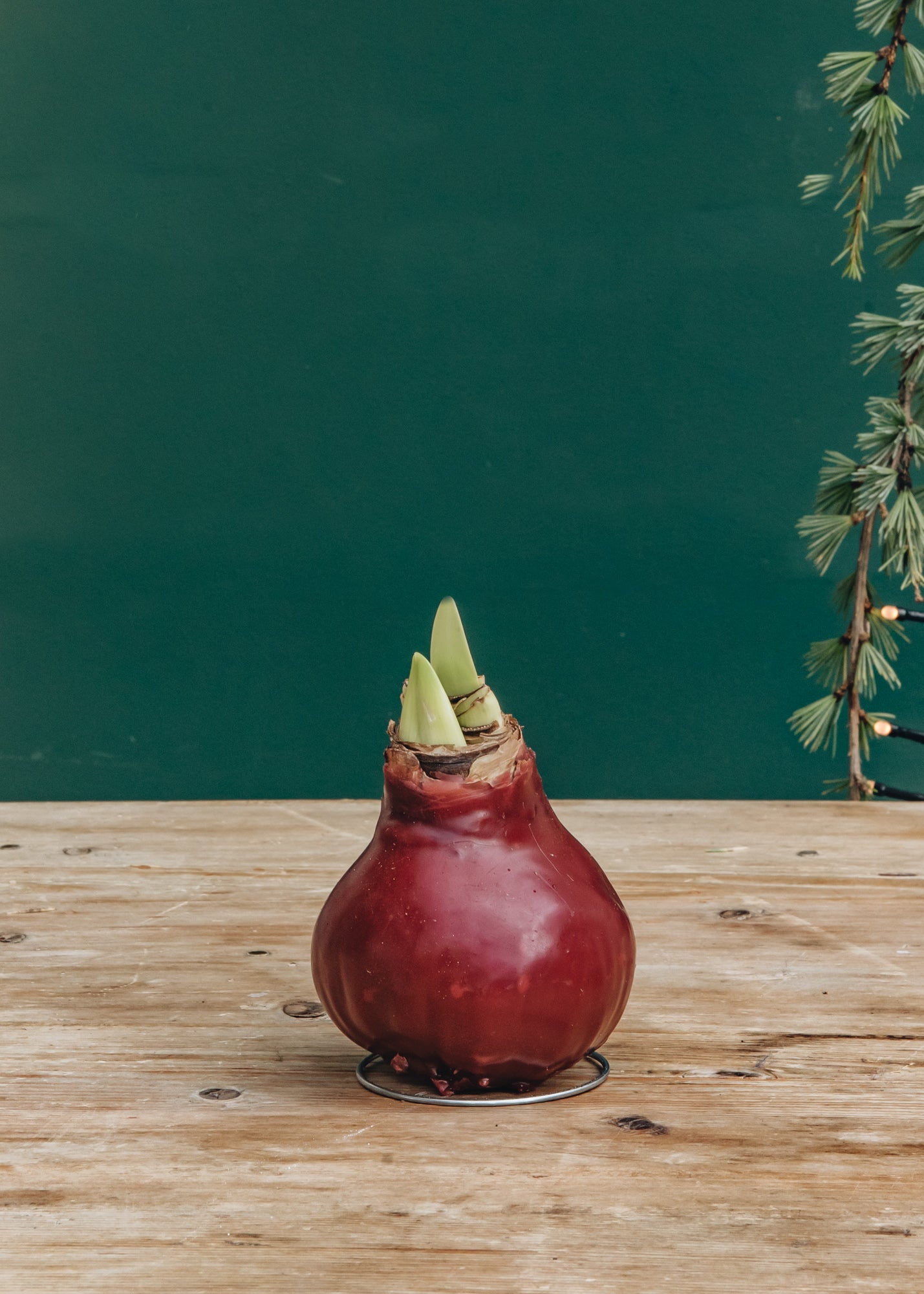 ProfitPlant Red Wax Amaryllis Bulb