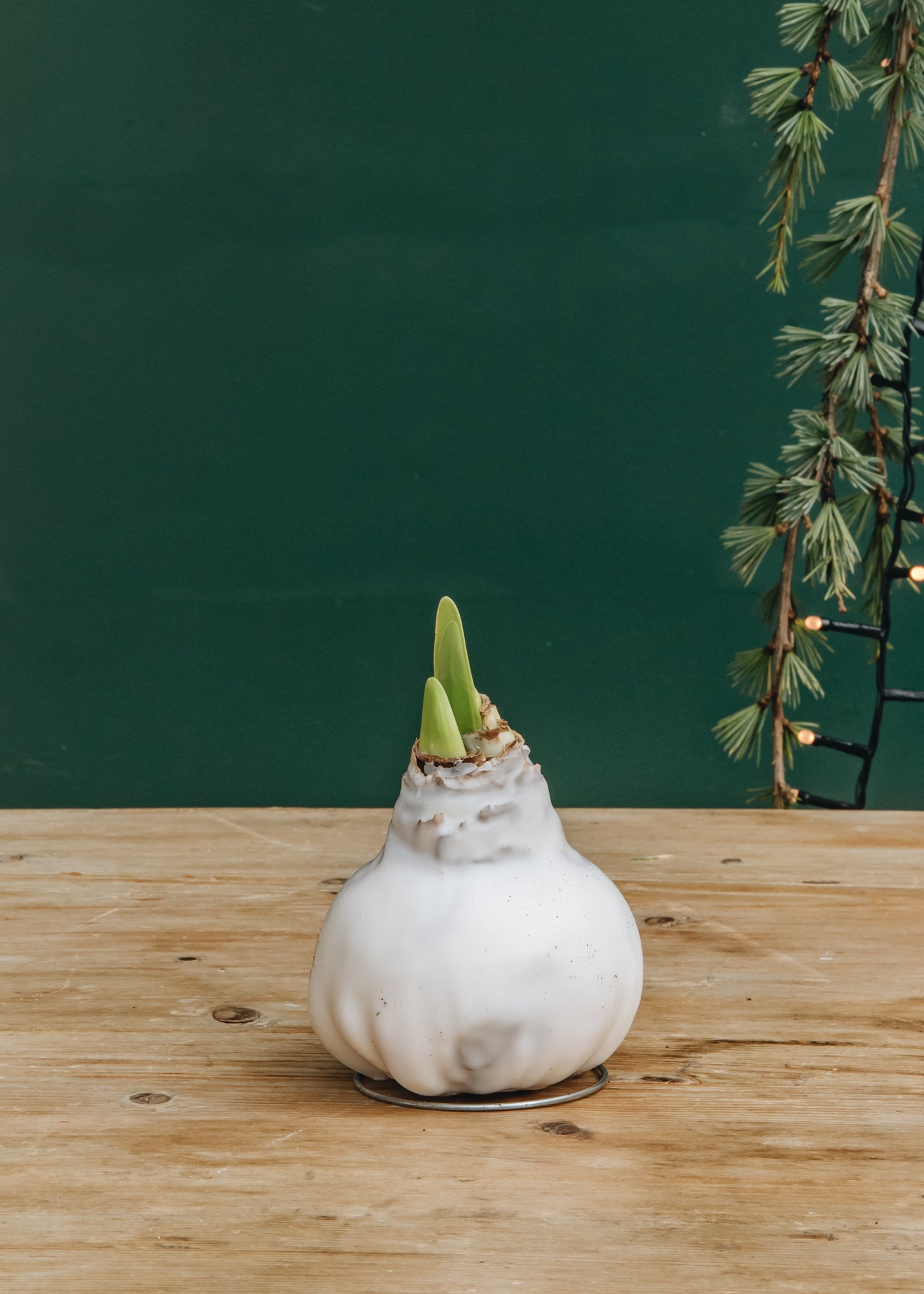ProfitPlant White Wax Amaryllis Bulb