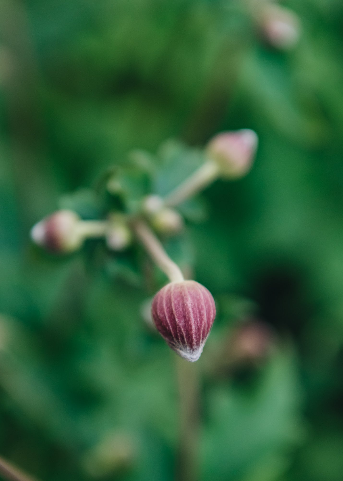 Anemone Anemone Fantasy Jasmine