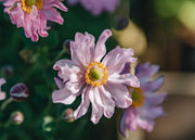 Anemone Fantasy Pocahontas