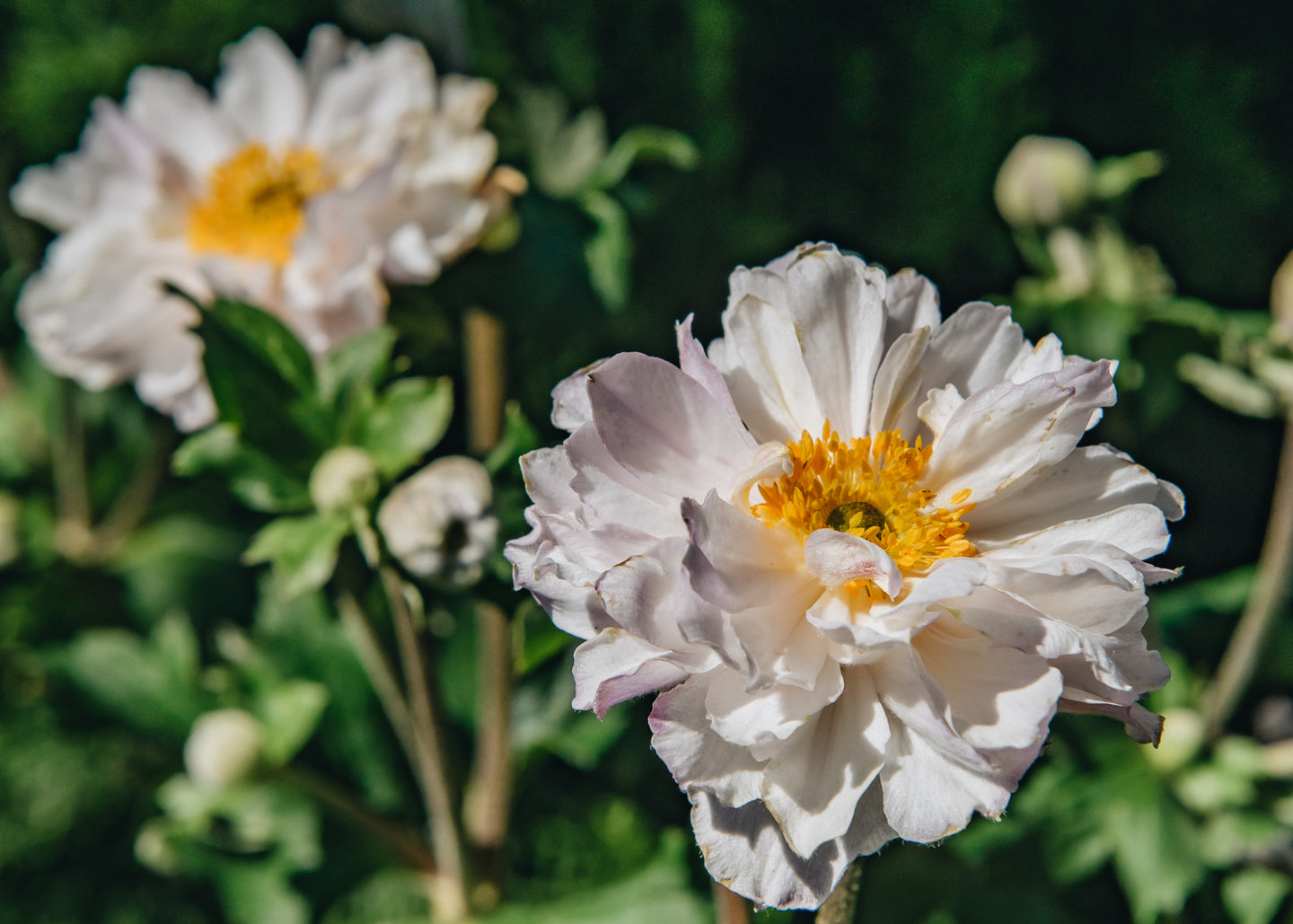 Buy Anemone Frilly Knickers, Plants