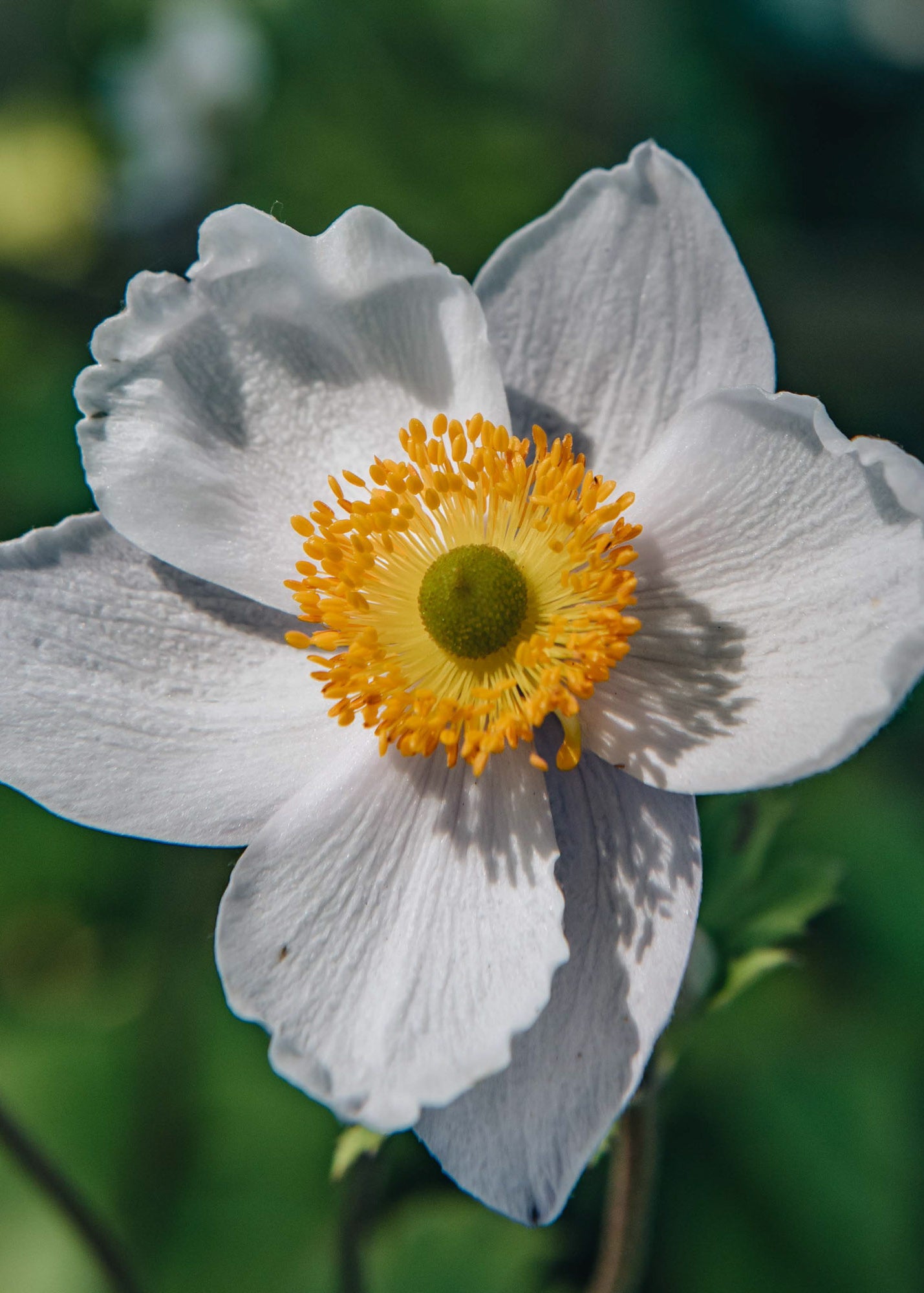Clematis Anemone Ruffled Swan