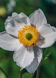 Clematis Anemone Ruffled Swan