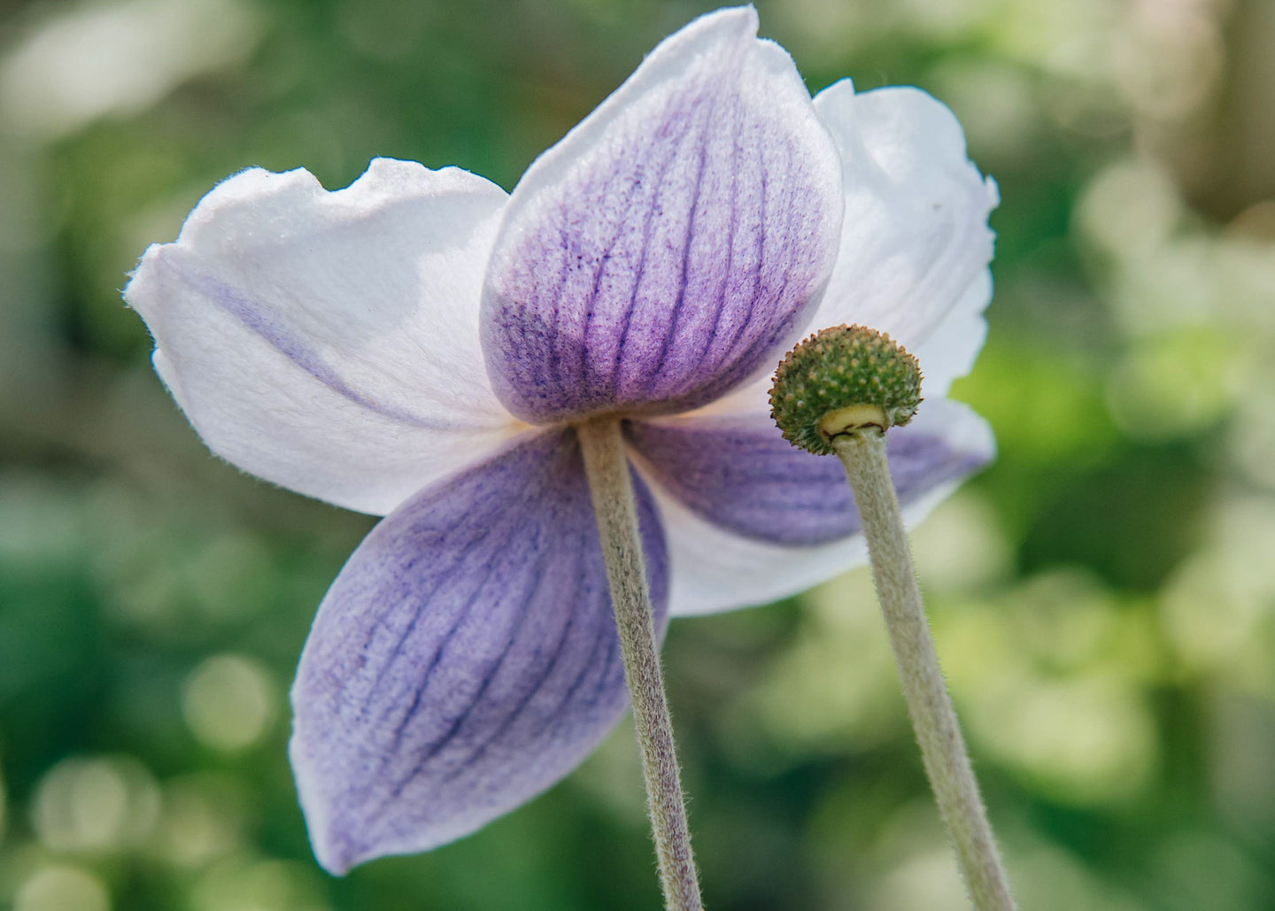 Anemone Anemone Ruffled Swan