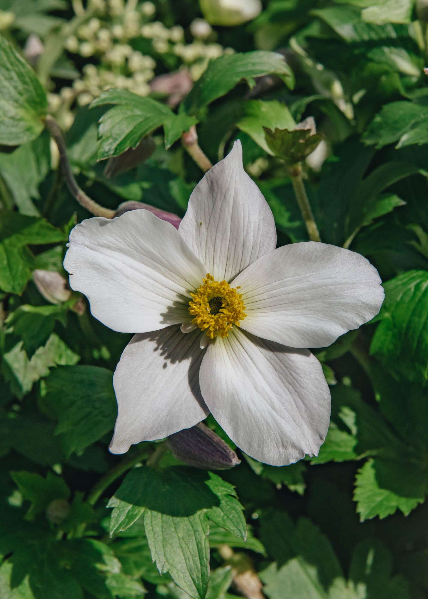 Anemone Anemone Wild Swan