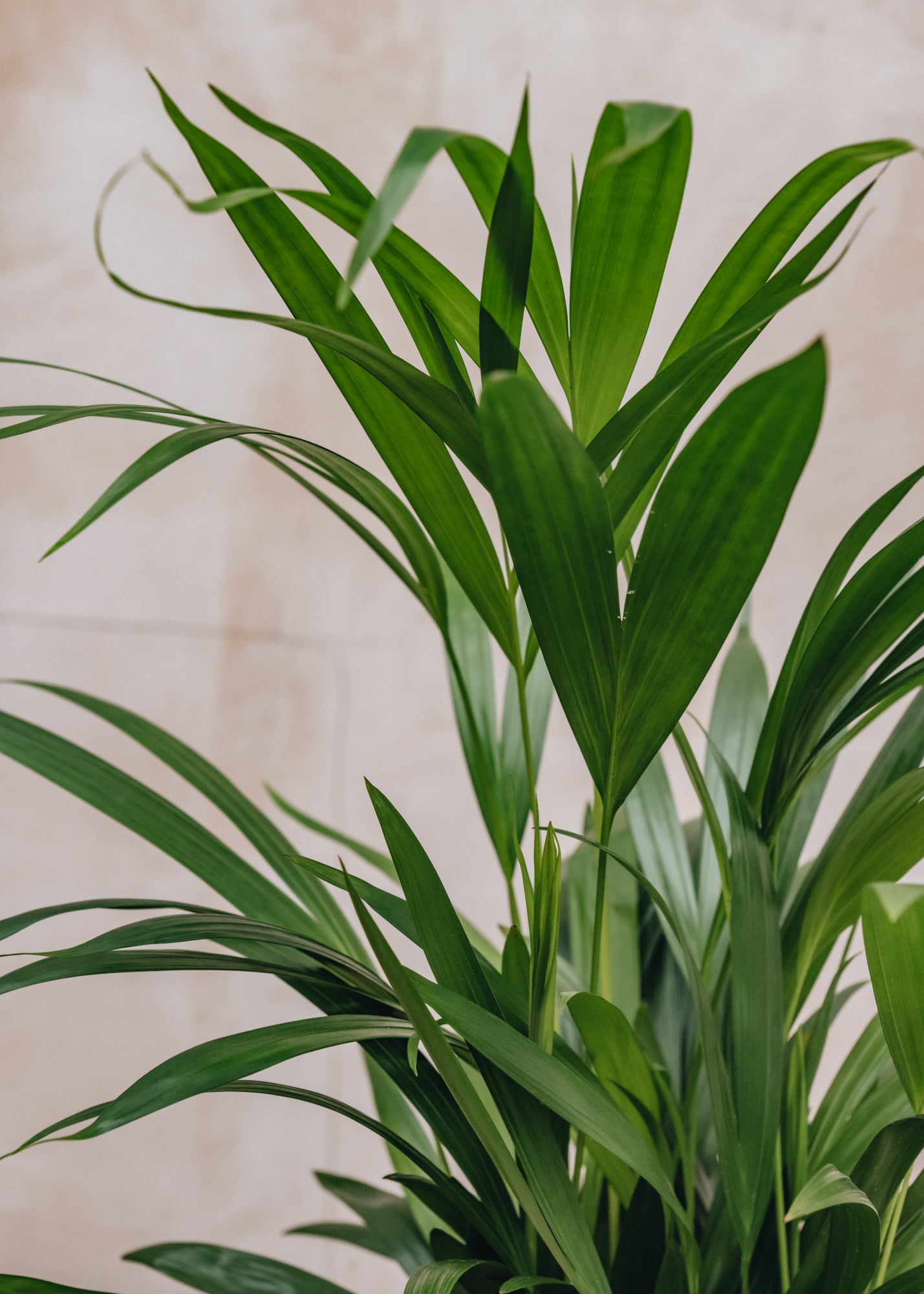 Houseplants Areca dypsis lutescens