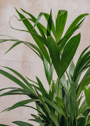 Houseplants Areca dypsis lutescens