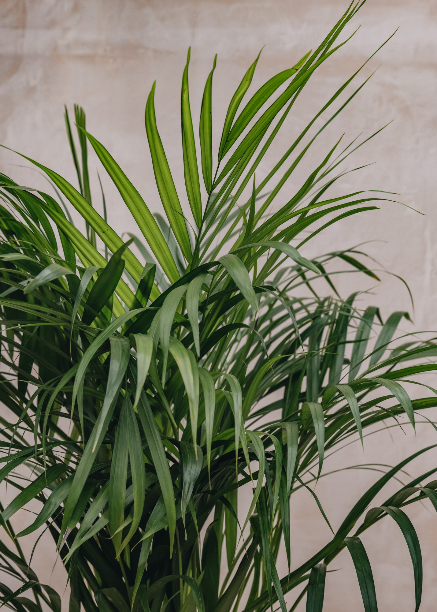 Houseplants Areca lutescens