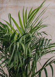 Houseplants Areca lutescens