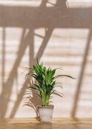 Dypsis lutescens