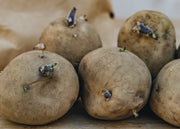 Seed Potato 'Arran Pilot'