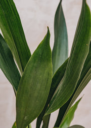 Aspidistra elatior